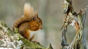 Red Squirrel on the Old Tree