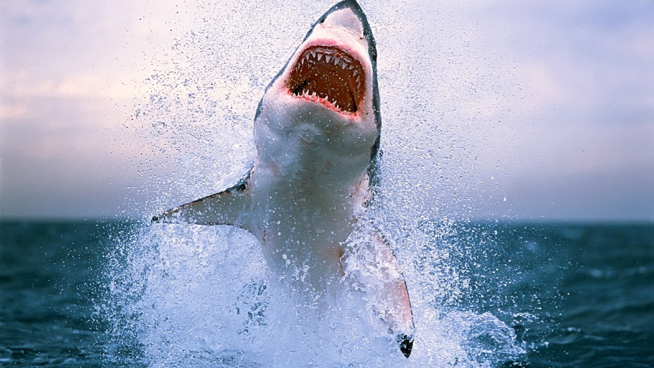 Shark Jumping