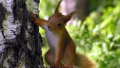 Squirrel on a Tree