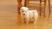 White Puppy