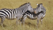 Zebras