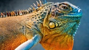 Colored Iguana