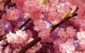 Cherry Blossoms