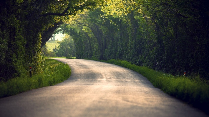 Road Under Trees