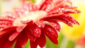 Beautiful Red Flower