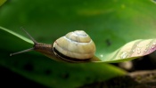 Snail on a Green Leaf