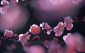 Pink Cherry Flowers