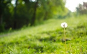 Lone Dandelion