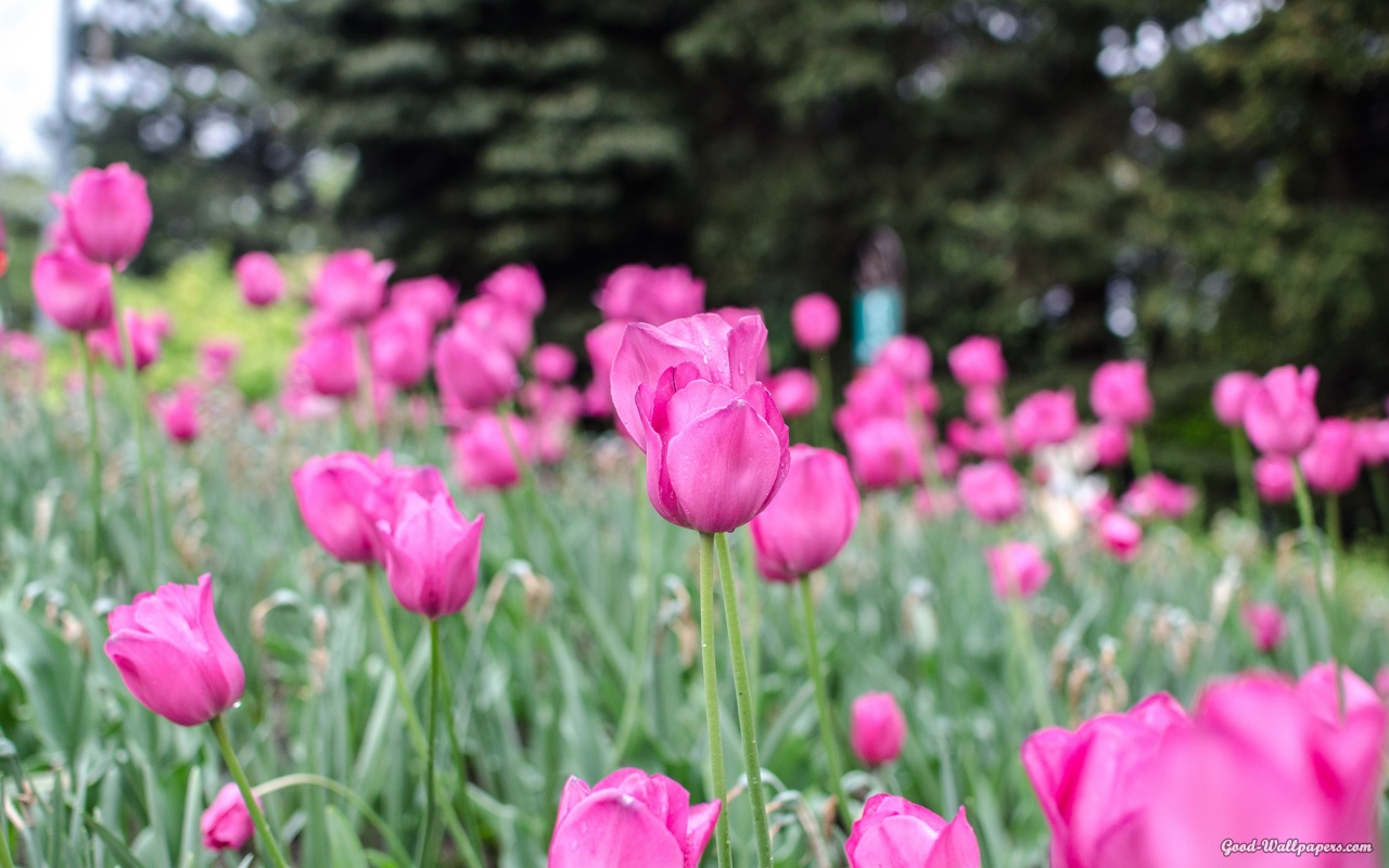 Many Pink Tulips, Austria, Wien