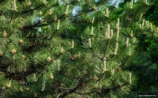 Spruce at Spring, Budapest, Hungary