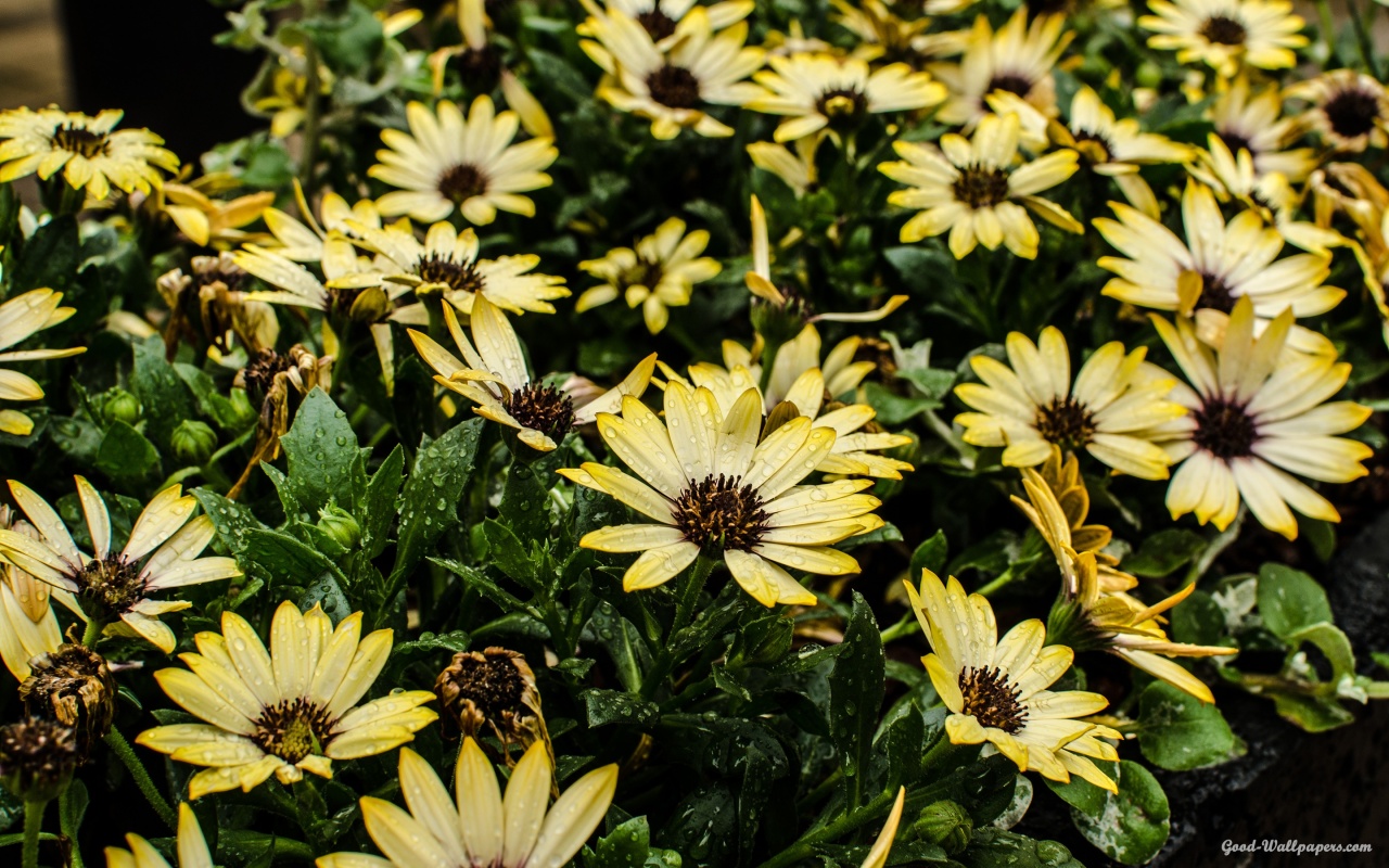 Dew on Yellow Flowers