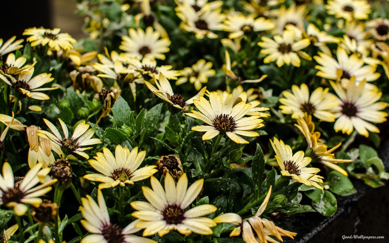 Yellow Flowers. Photo taken in Budapest, Hungary, 2013