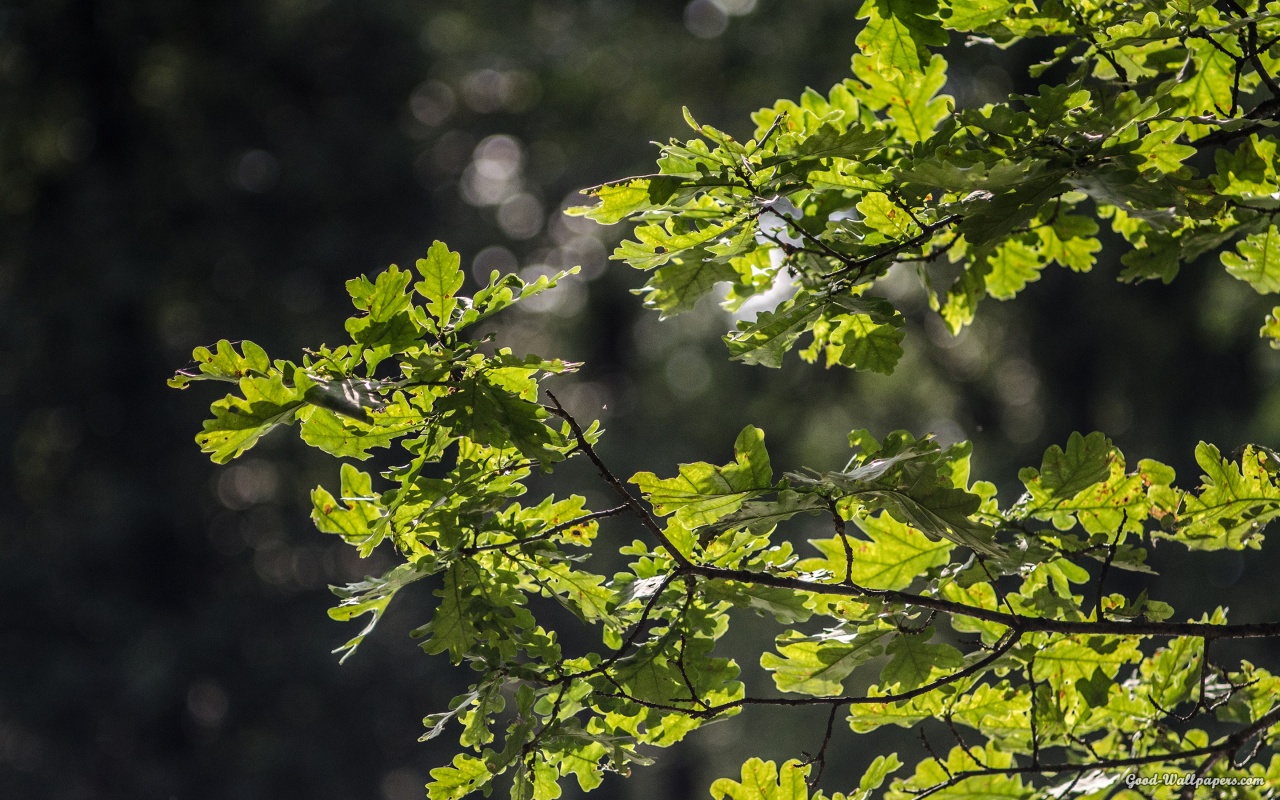 Oak Branch