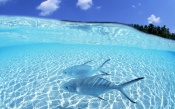 Clear Sea Water, Blue Fishes