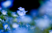 Blue Flowers