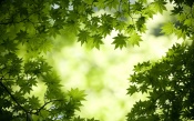 Green Maple Trees