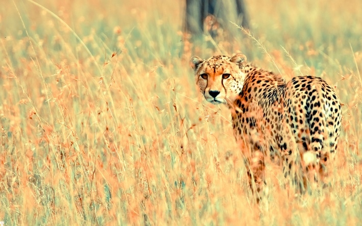 Cheetah