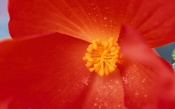Red Flower, macro