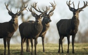 Four Deers