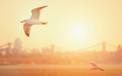 Seaguls at Sunset