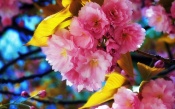 Bright Spring Flowers