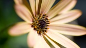 Flower, macro