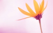 Nice Yellow Flower, pink background