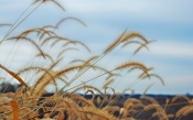 Feather on a Background of the Sky