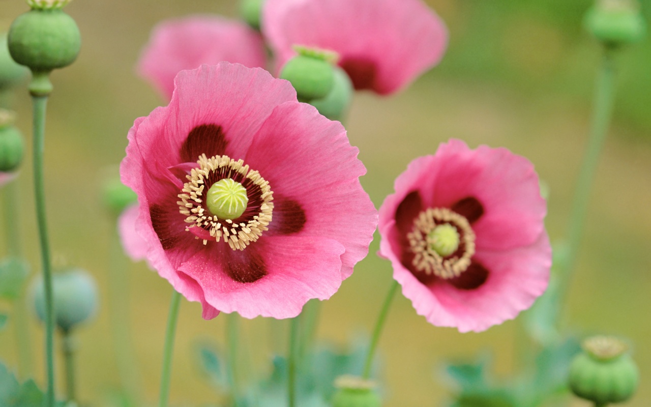 Pink Poppies