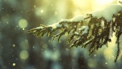 Snow on Spruce Branch