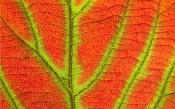 Two Color Leaf