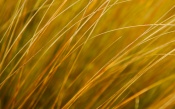 Dry Grass