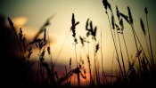 Landscape of a Summer Evening