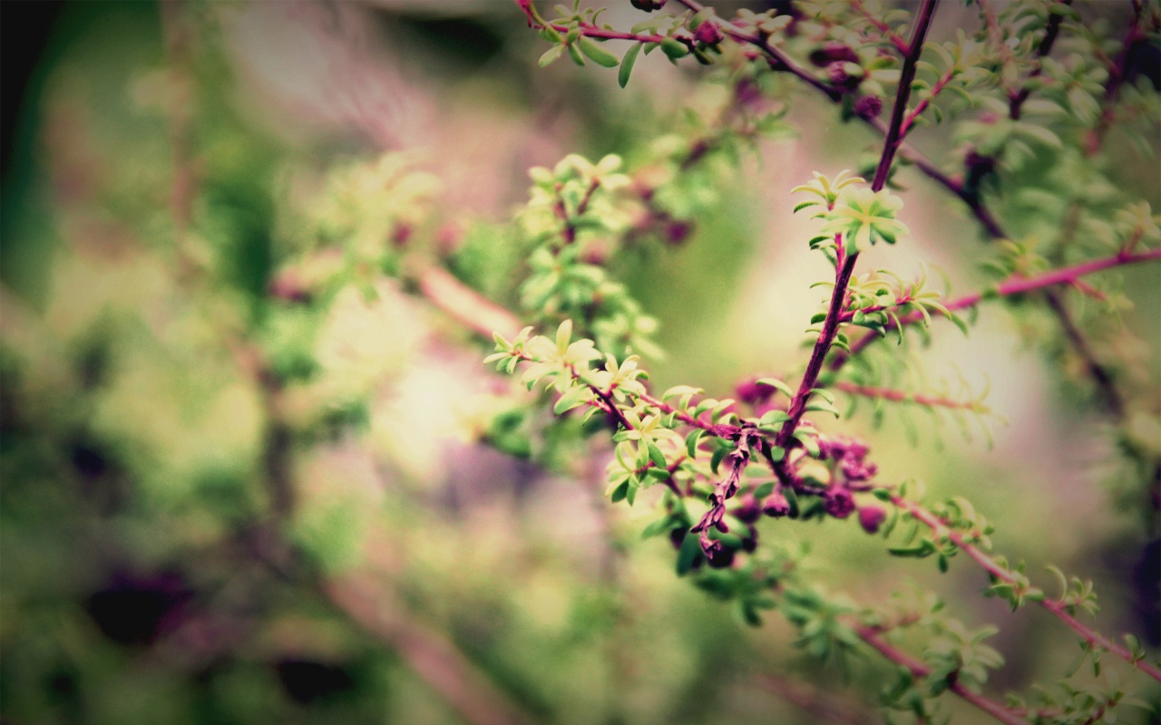 Young Foliage