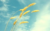 Yellow Ears of Corn on a Background of Blue Sky