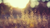 Blurred Landscape