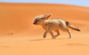 Desert Fox