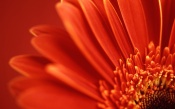 Very Orange, macro