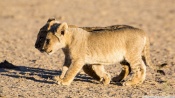 Lion Cubs