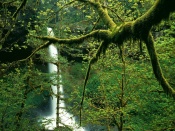 Moss Covered Trees. North Falls, Silver Falls State Park, Oregon, USA