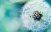 White Dandelion