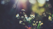 Bright and colourful flowers in a close-up with DoF