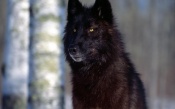 Black Wolf