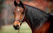 Brown Horse Portrait