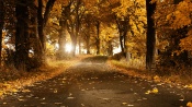 Road Strewn With Yellow Leaves