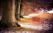 Beautiful Autumn Forest