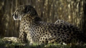 Leopard Resting