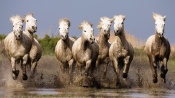 A Herd of White Horses