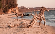 Driftwood Animals