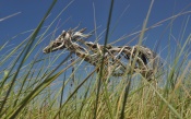 Driftwood Horse